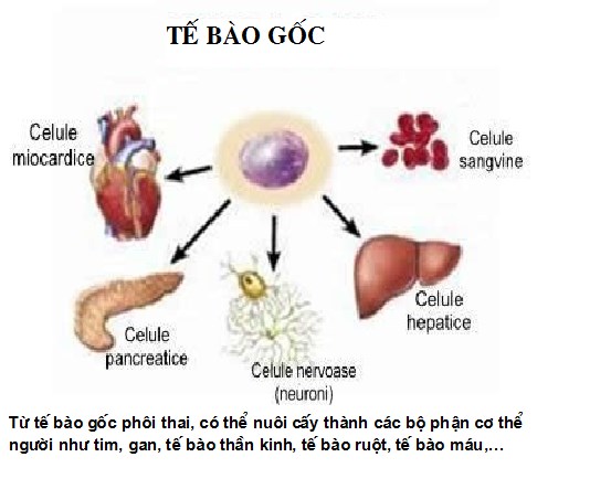 Trước hiện tượng nhiều cơ sở thẩm mỹ thổi phồng về việc ghép tế bào gốc hoặc trị liệu tế bào gốc chữa bách bệnh; đại diện Bộ Y tế khẳng định, đây chỉ là phương pháp hỗ trợ. (Thời sự trưa 20/5/2016)